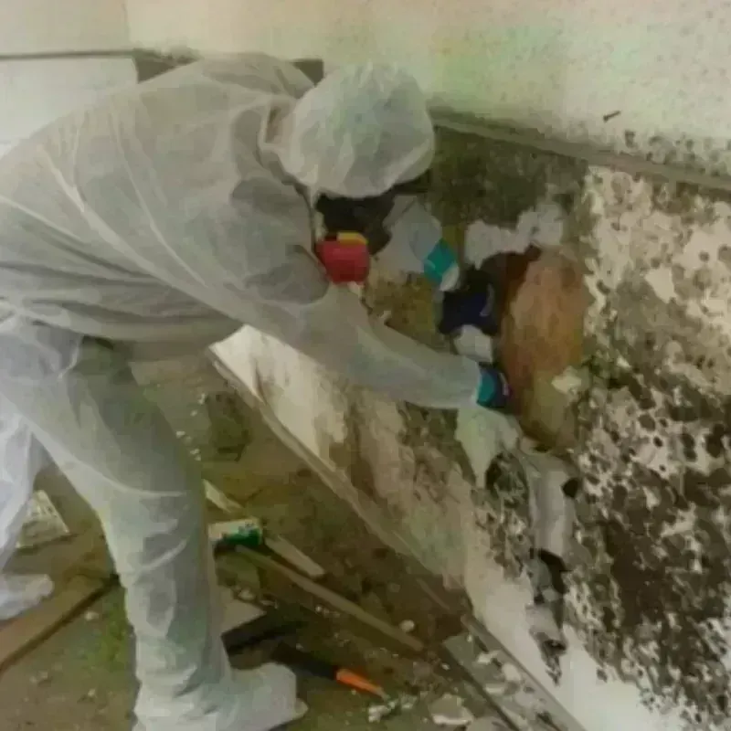 Best Mold Remediation and Removal Service in Burlington County, NJ